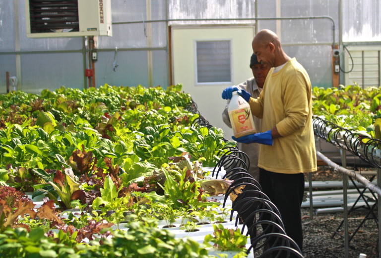 Digging In the Hydroponics Details
