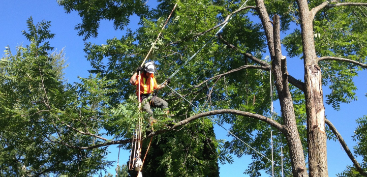 Tree Removal Gold Coast
