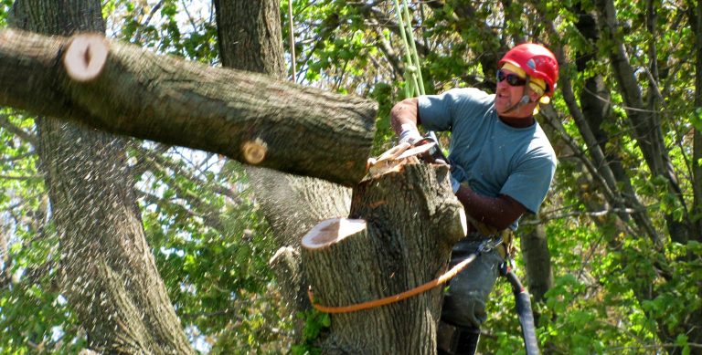 Get information about tree removal Gold Coast