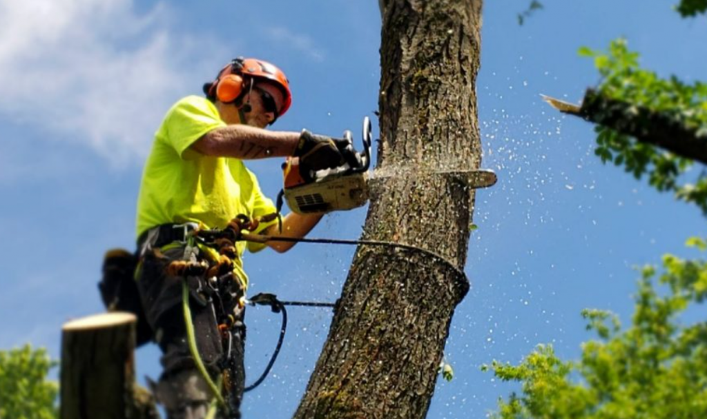 tree removal experts on the Northern Beaches