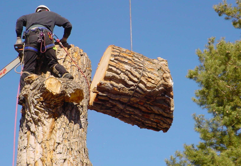 tree services in Brisbane