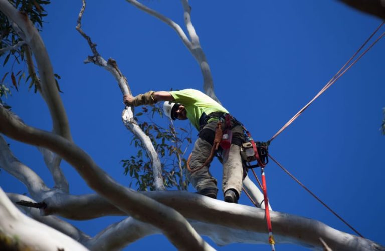 tree removal north shore