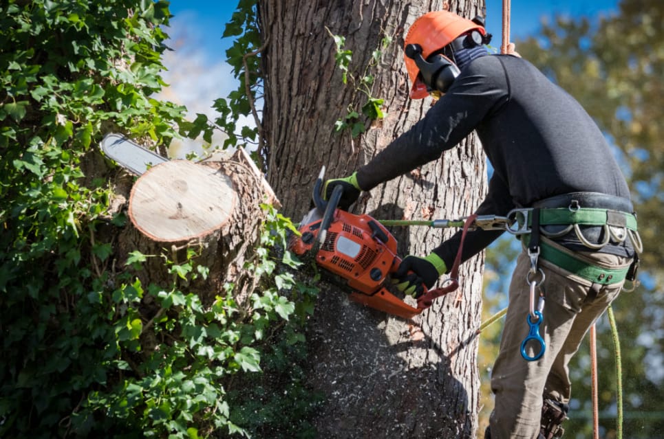 Arborist in Sutherland Shire
