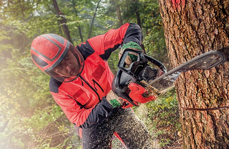 Arborist in Sutherland Shire