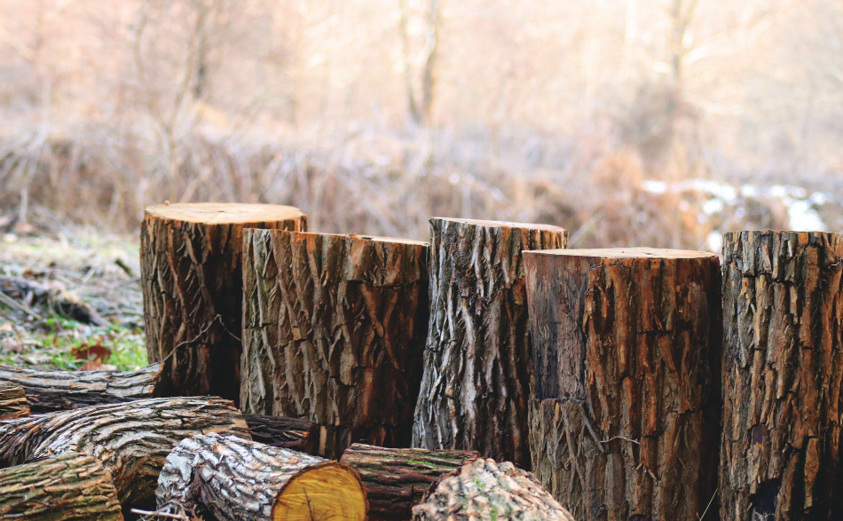 Gold Coast tree loppers