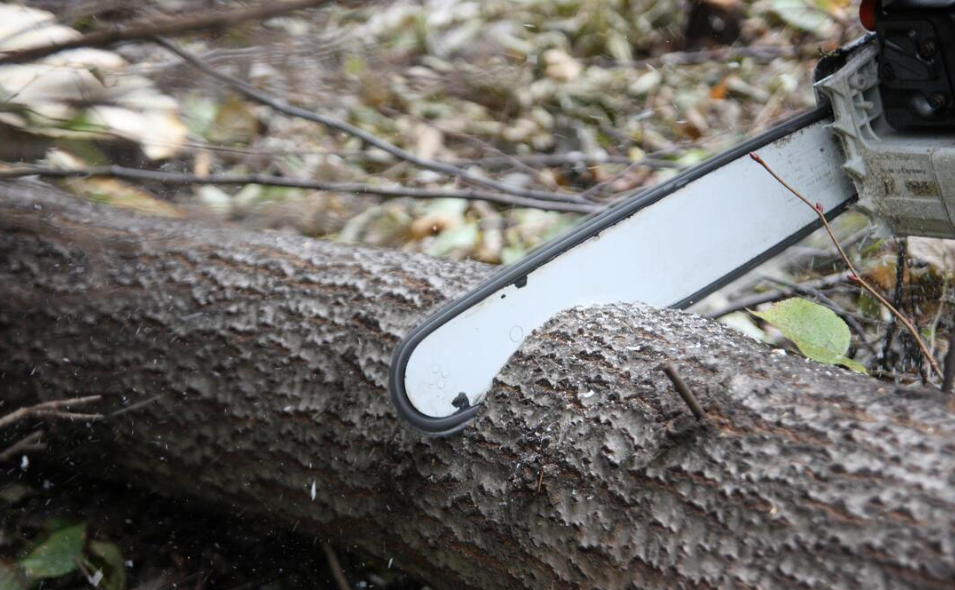 Gold Coast tree loppers